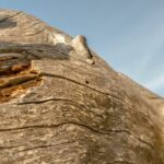 Паднало дърво