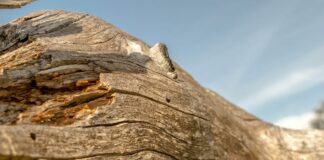 Паднало дърво