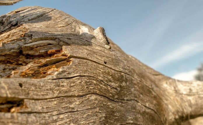 Паднало дърво