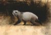 Prehistoric Panda