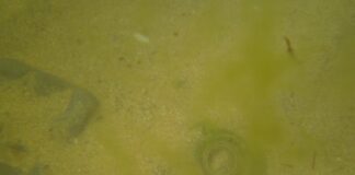 Противопехотна мина