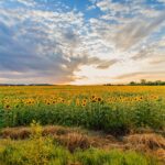 Слънчоглед