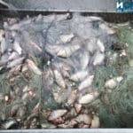 Уловена риба