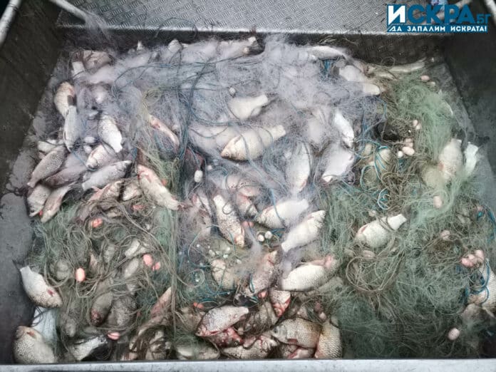 Уловена риба