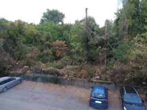 Изсичане на дървета в района на бившата Военна болница вСтара Загора