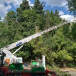 Изсичане на дървета в Стара Загора