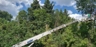 Изсичане на дървета в Стара Загора