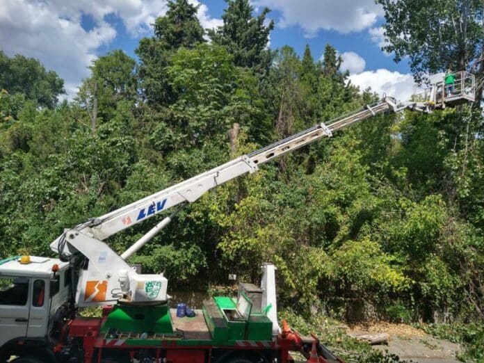Изсичане на дървета в Стара Загора