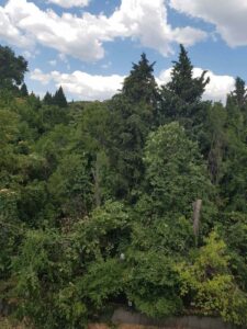 Изсичане на дървета в Стара Загора