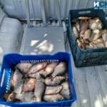 Изземване на риба