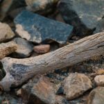 Костен скелет