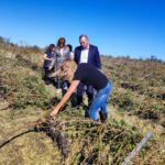 Лозови масиви