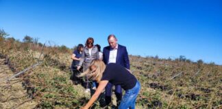 Лозови масиви