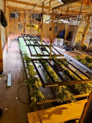 Оранжерия за канабис