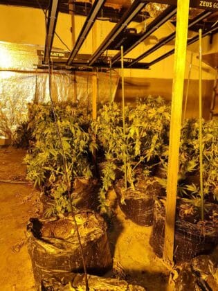 Оранжерия за канабис