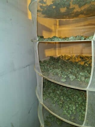 Оранжерия за канабис