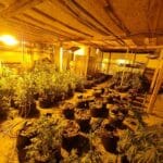 Оранжерия за канабис