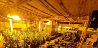 Оранжерия за канабис