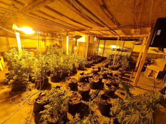Оранжерия за канабис