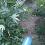 Отглеждане на наркотици в Павел баня