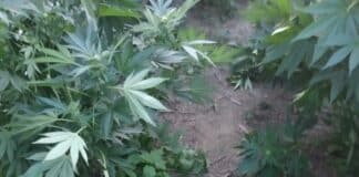Отглеждане на наркотици в Павел баня