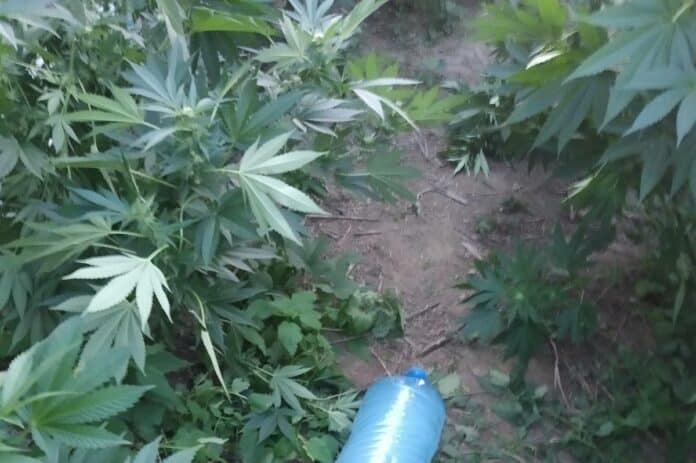 Отглеждане на наркотици в Павел баня