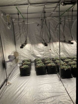 Оранжерия за канабис