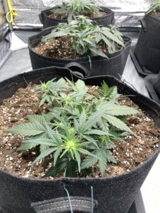 Оранжерия за канабис