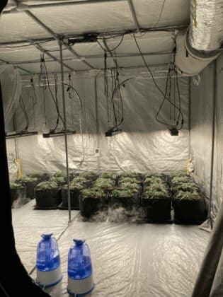 Оранжерия за канабис