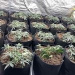 Оранжерия за канабис