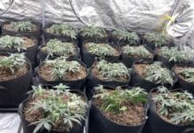 Оранжерия за канабис