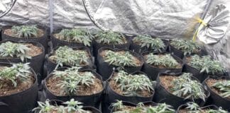 Оранжерия за канабис
