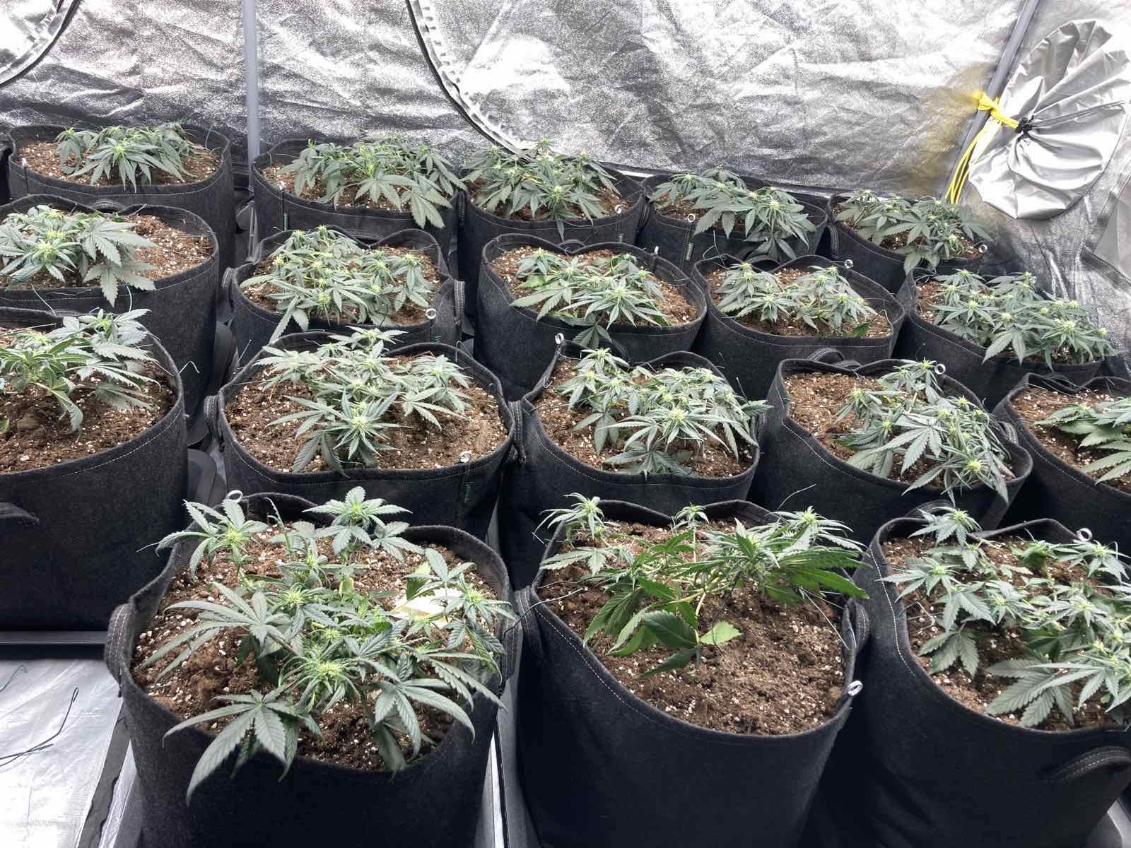 Солидно количество наркотици и отлично оборудвани домашни оранжерии за отглеждане