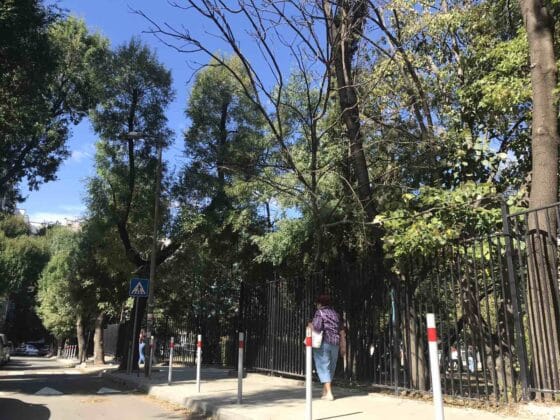 Паднало дърво