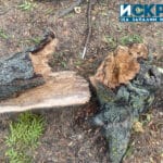 Паднало дърво