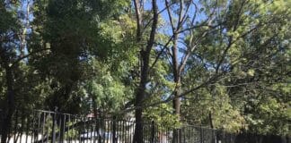 Паднало дърво