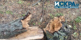 Паднало дърво