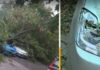 Паднало дърво върху автомобили в София