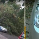 Паднало дърво върху автомобили в София