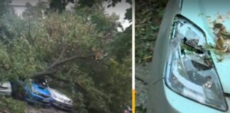 Паднало дърво върху автомобили в София