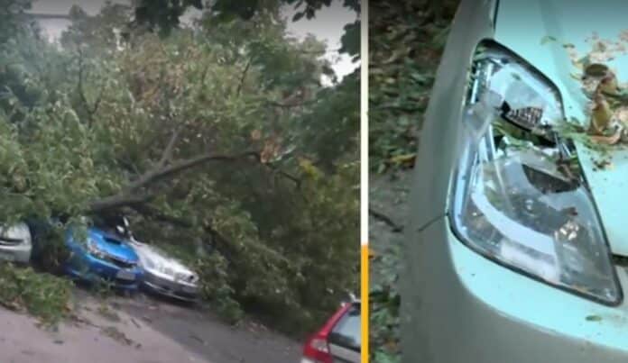 Паднало дърво върху автомобили в София
