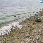 Почистване на мъртва риба