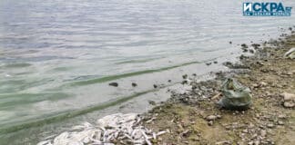 Почистване на мъртва риба