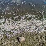 Мъртва риба