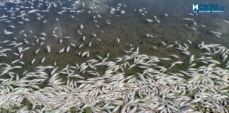 Мъртва риба