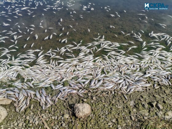 Мъртва риба