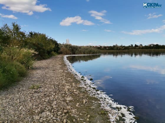 Мъртва риба