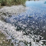 Мъртва риба