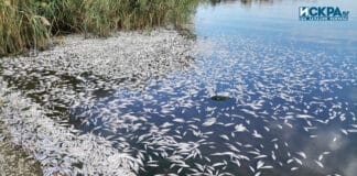 Мъртва риба