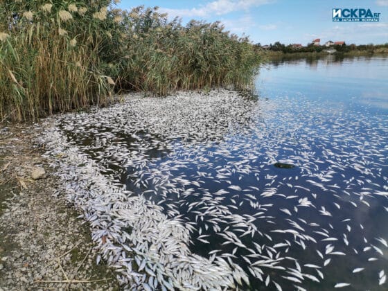 Мъртва риба